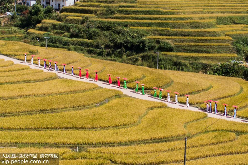 9月28日，旗袍爱好者行走在江西省崇义县上堡梯田景区内（无人机拍摄）。