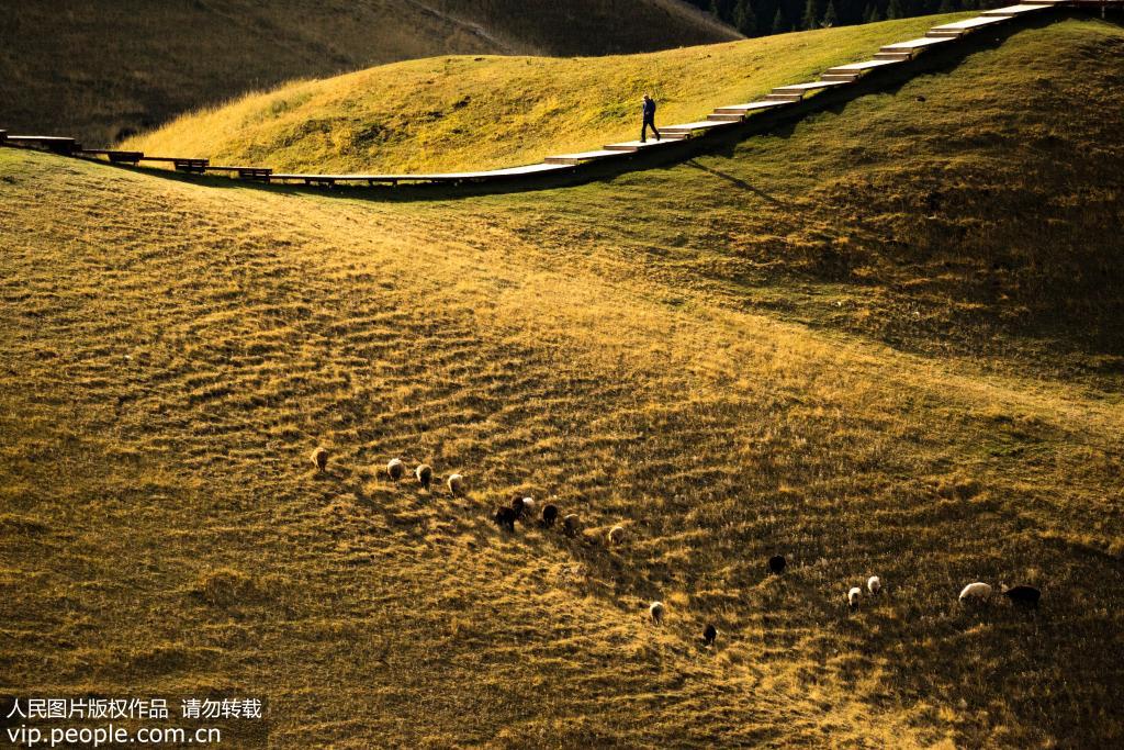 2019年9月11日在新疆伊犁地区果子沟拍摄的牧民和羊群。