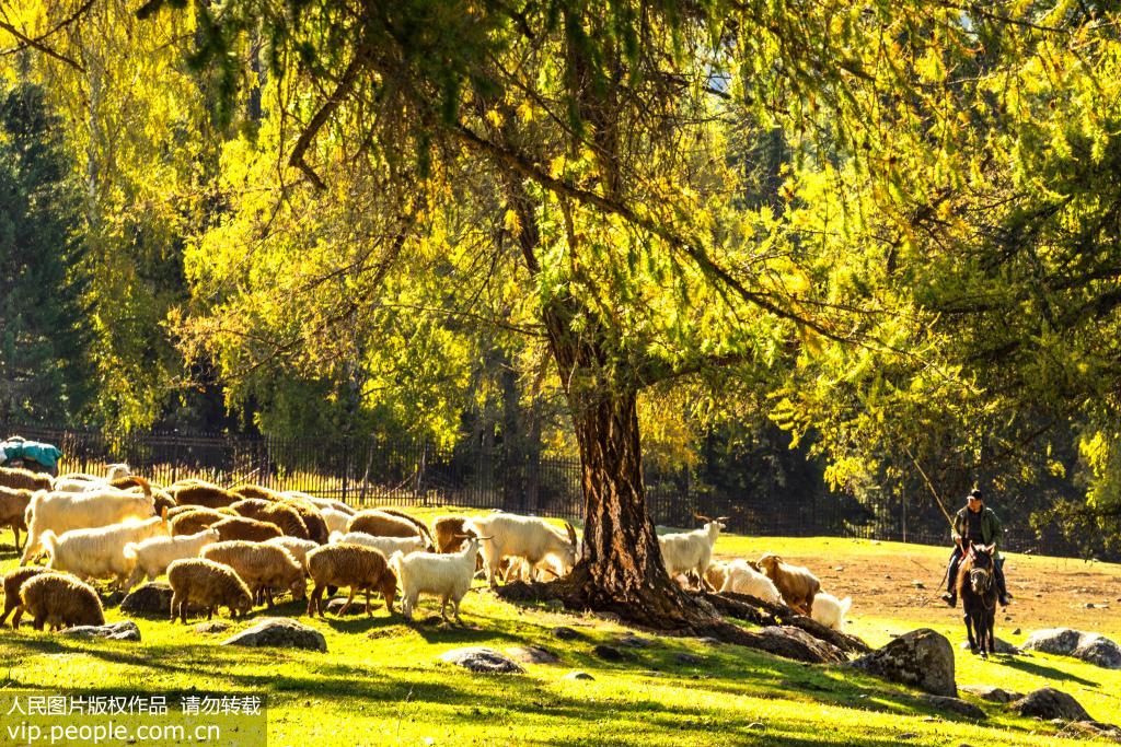 2019年9月16日在新疆维吾尔自治区布尔津县禾木村附近拍摄的牧民和羊群。