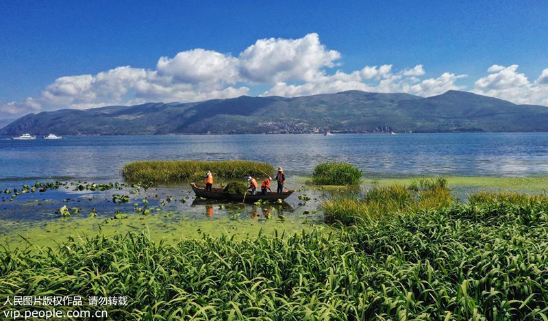 参加活动的志愿者正与大理市大理镇滩地管理员在洱海打捞水草。