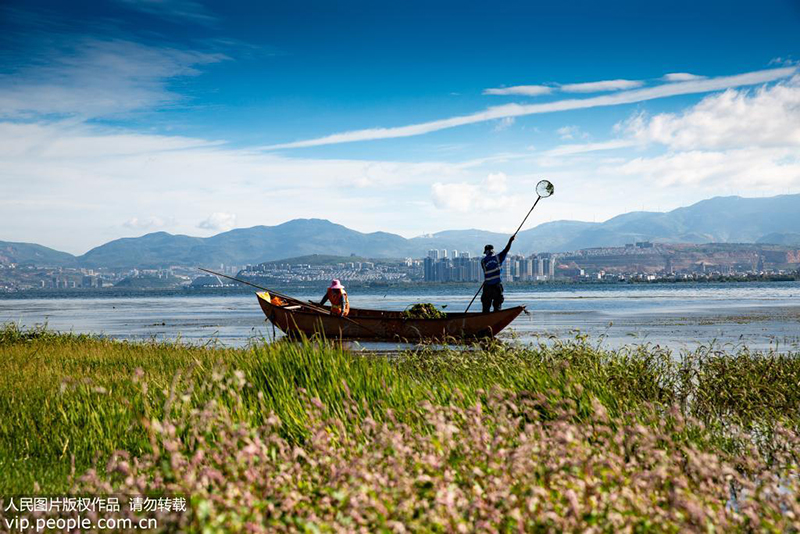 参加活动的志愿者正与大理市大理镇滩地管理员在洱海打捞水草。