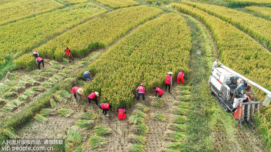 10月21日，在浙江省湖州市德清县莫干山镇劳岭村，人大代表正帮助种植大户收割晚稻。
